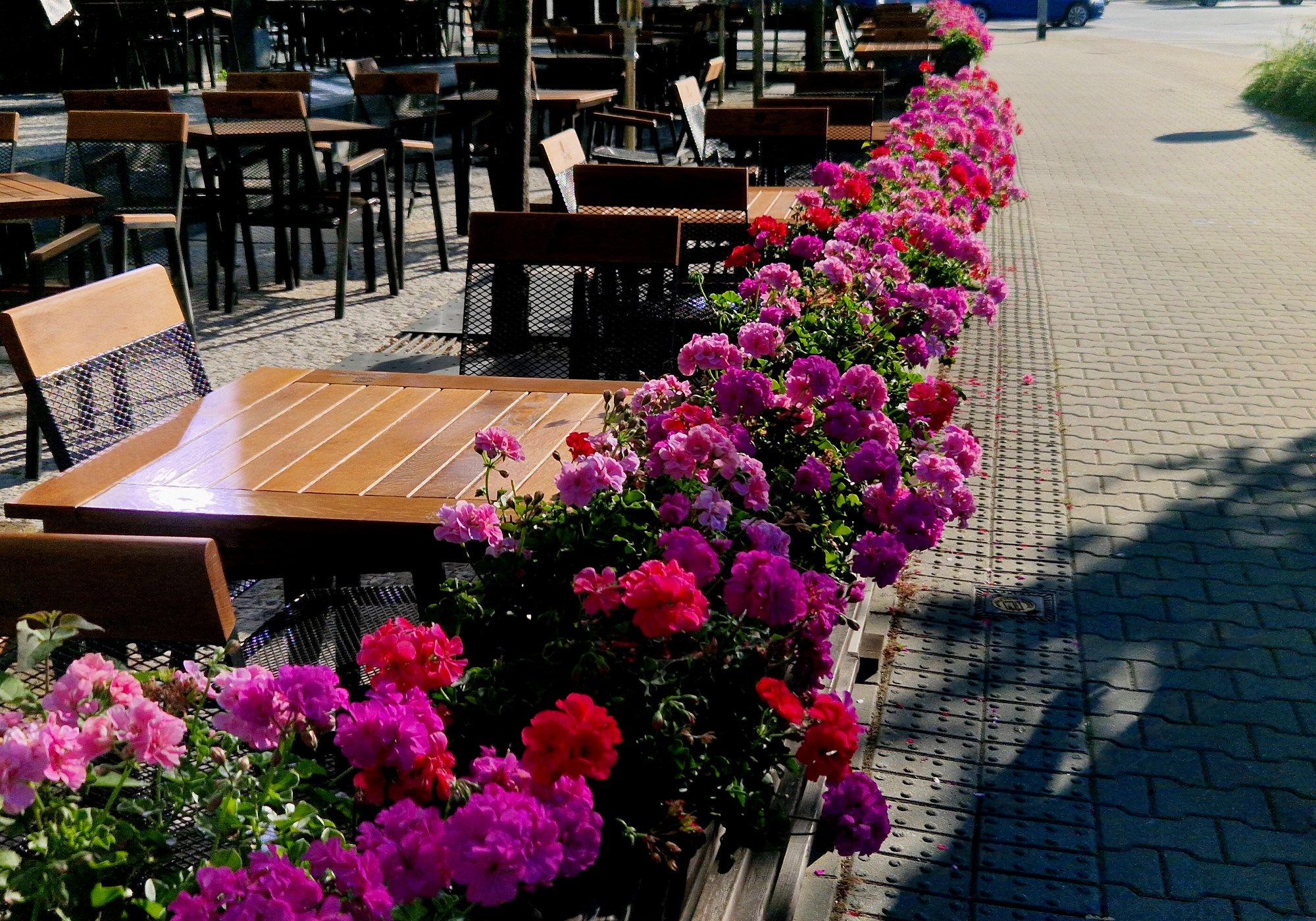 outdoor seating of restaurant lined with bright flower boxes with blooming geraniums Pelargonium